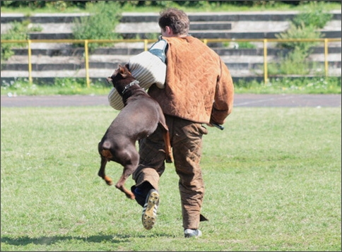 Sasha - Estonia championship 2007  in IPO 3